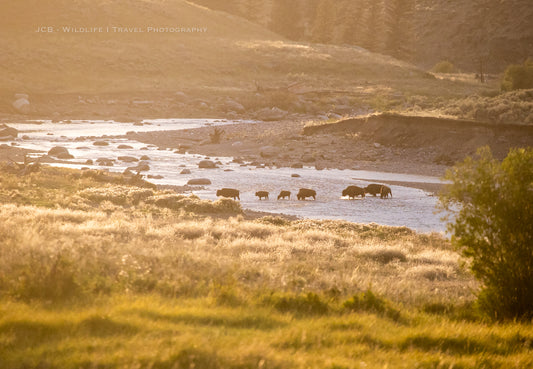 Take Your Bison Photos to the Next Level in Yellowstone!