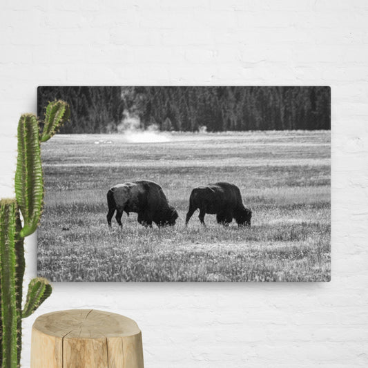 Bison couple in Yellowstone, BW